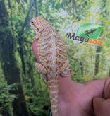 Magazoo Dragon barbu Hypo Leatherback Bébé Mâle #2