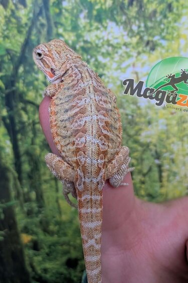 Magazoo Baby MaleHypo Leatherback Bearded Dragon #2