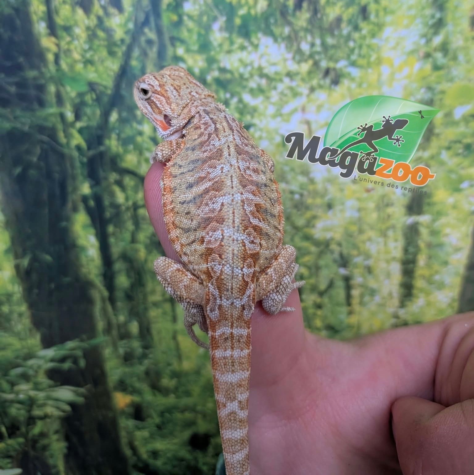 Magazoo Baby MaleHypo Leatherback Bearded Dragon #2