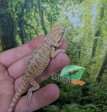 Magazoo Dragon barbu Hypo Leatherback Bébé Mâle #2