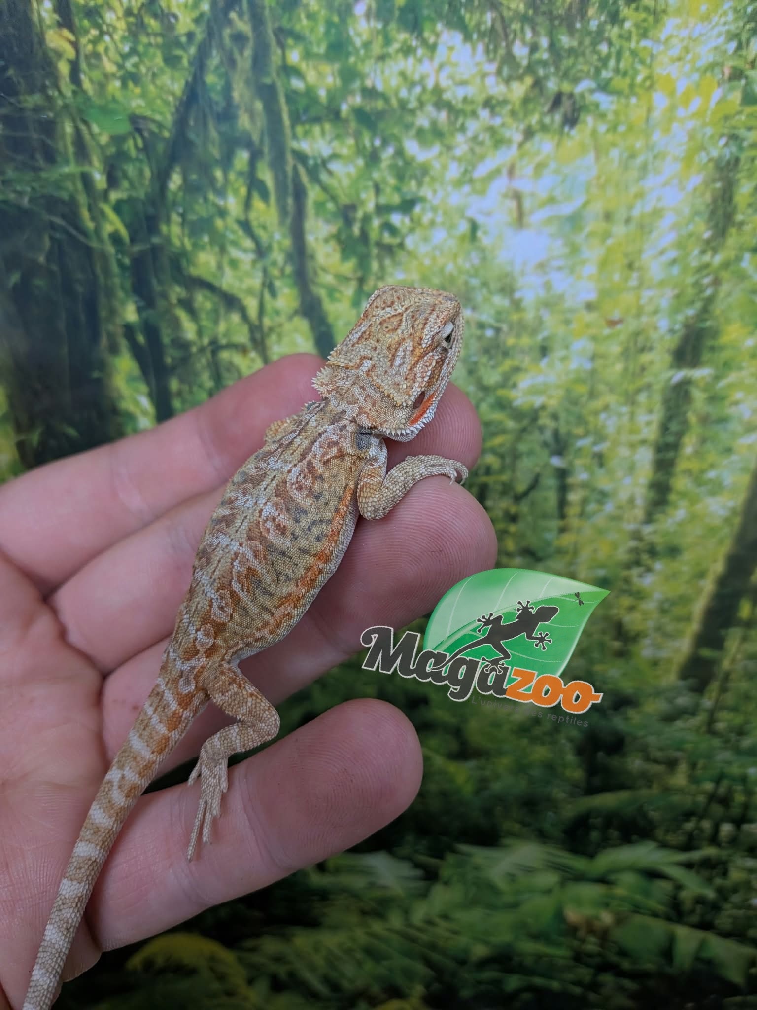 Magazoo Baby MaleHypo Leatherback Bearded Dragon #2