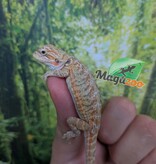 Magazoo Dragon barbu Hypo Leatherback Bébé Mâle #2