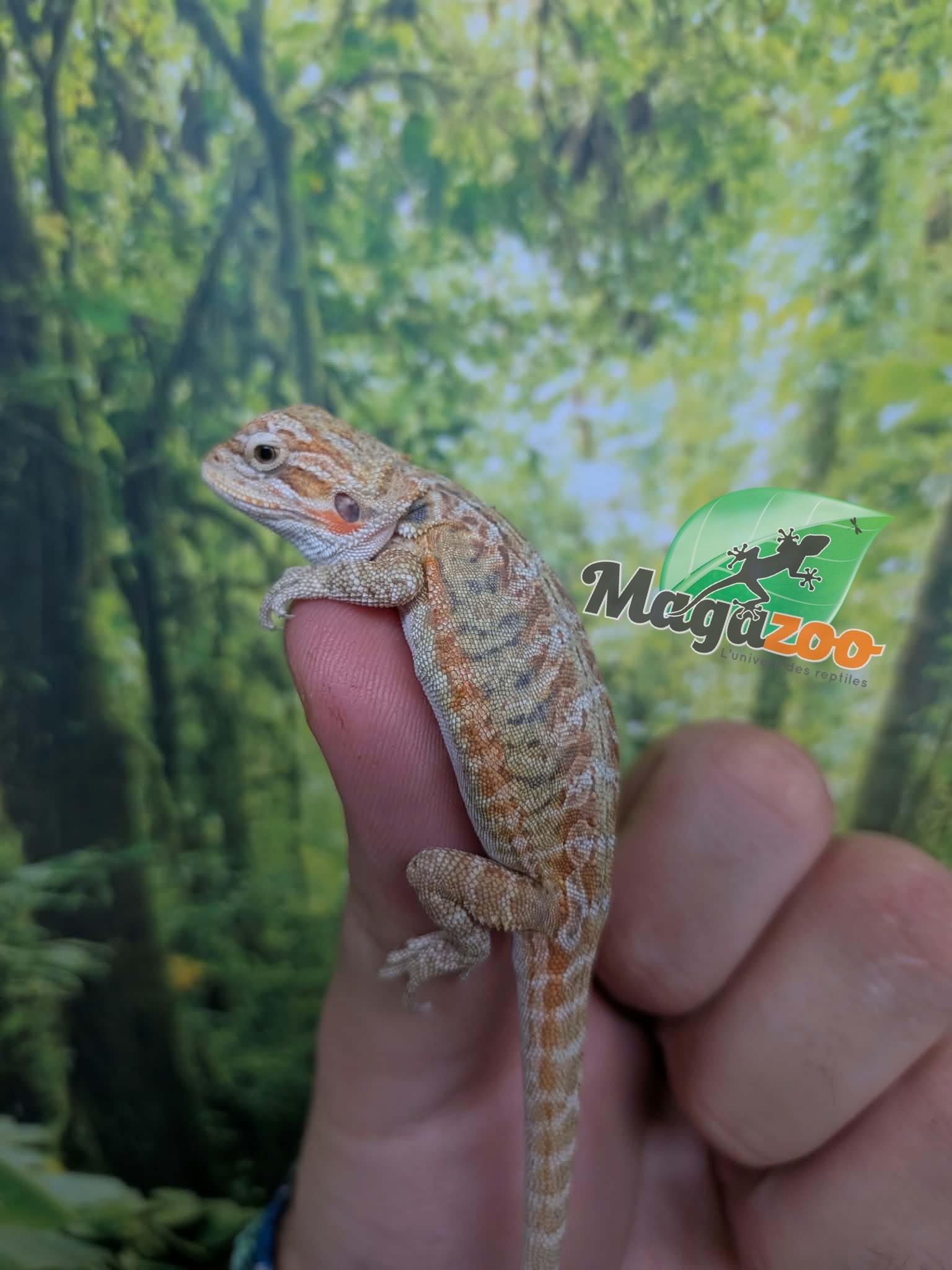 Magazoo Dragon barbu Hypo Leatherback Bébé Mâle #2