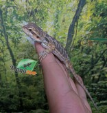Magazoo Baby Male Regular Bearded Dragon #2