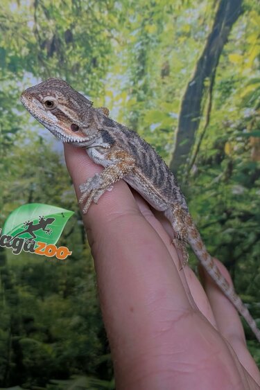 Magazoo Dragon barbu régulier Bébé Mâle #2