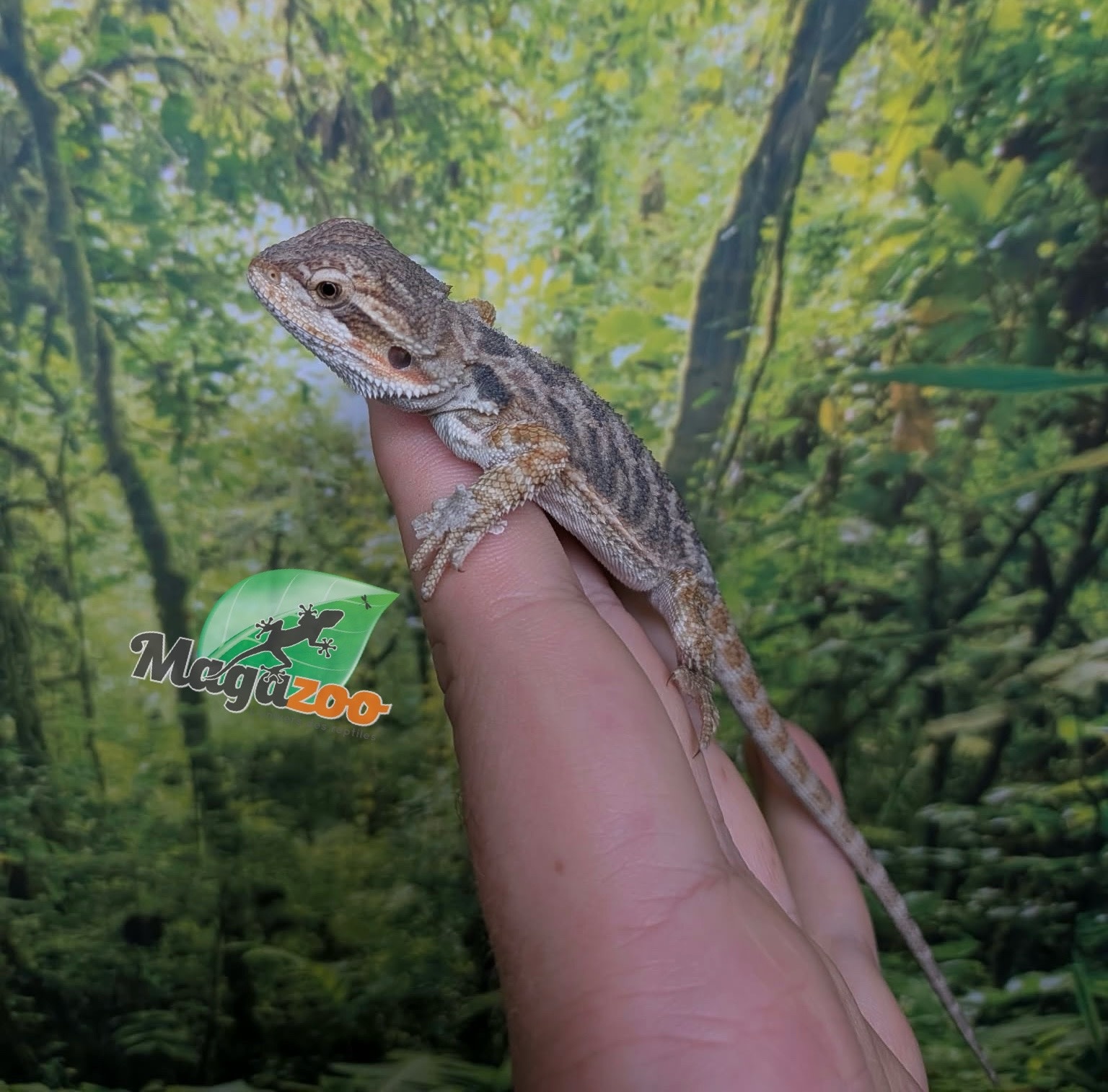 Magazoo Baby Male Regular Bearded Dragon #2