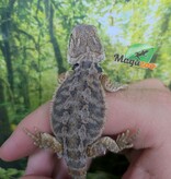 Magazoo Baby Male Regular Bearded Dragon #2