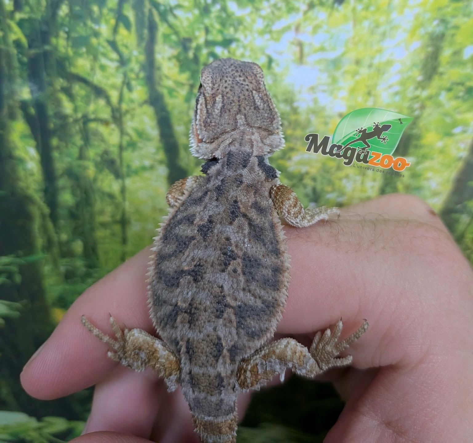 Magazoo Dragon barbu régulier Bébé Mâle #2