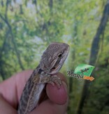 Magazoo Baby Male Regular Bearded Dragon #2