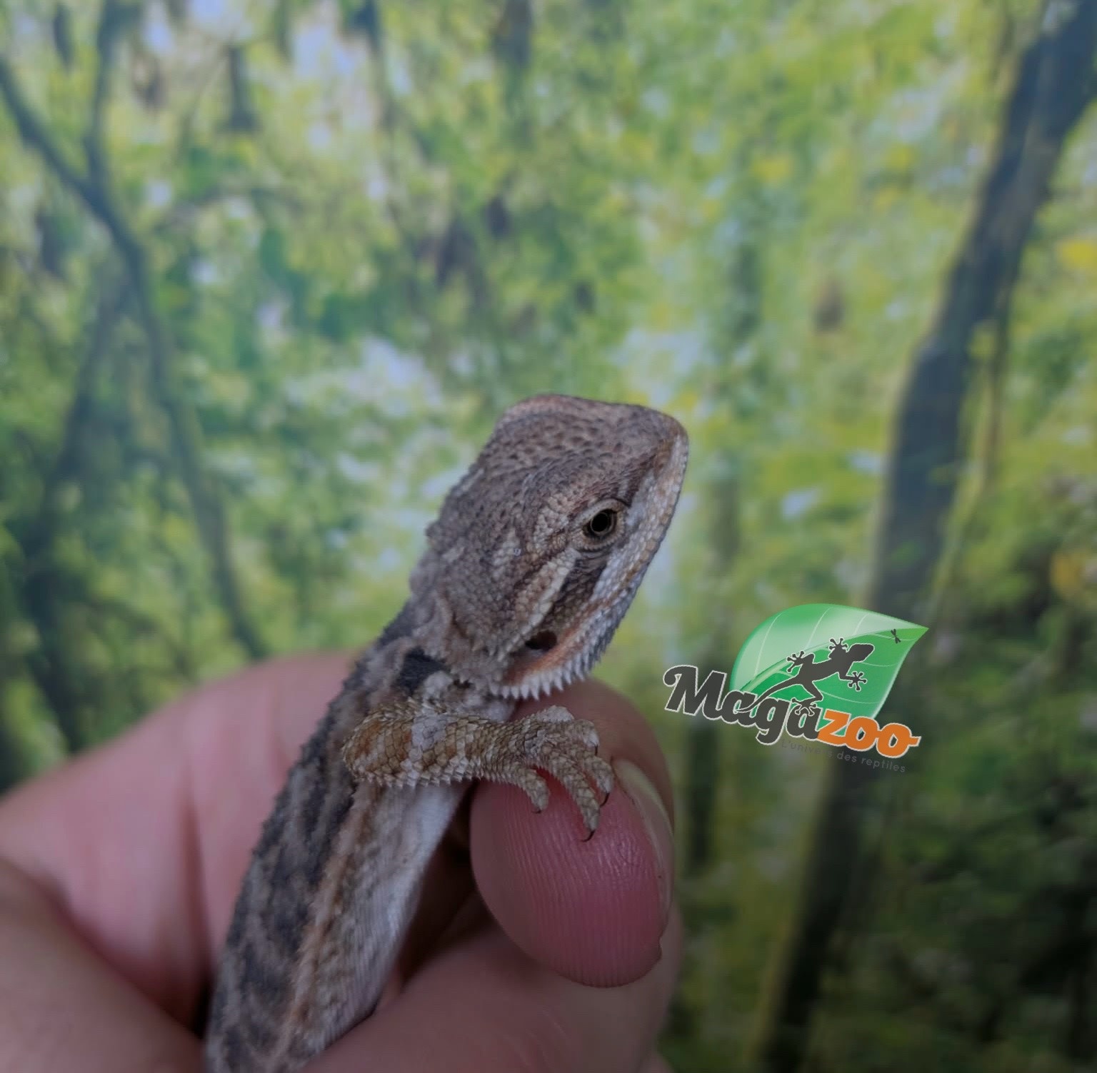 Magazoo Baby Male Regular Bearded Dragon #2