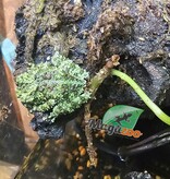 Magazoo Baby Mossy frog Captive Born