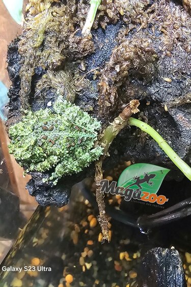 Magazoo Baby Mossy frog Captive Born