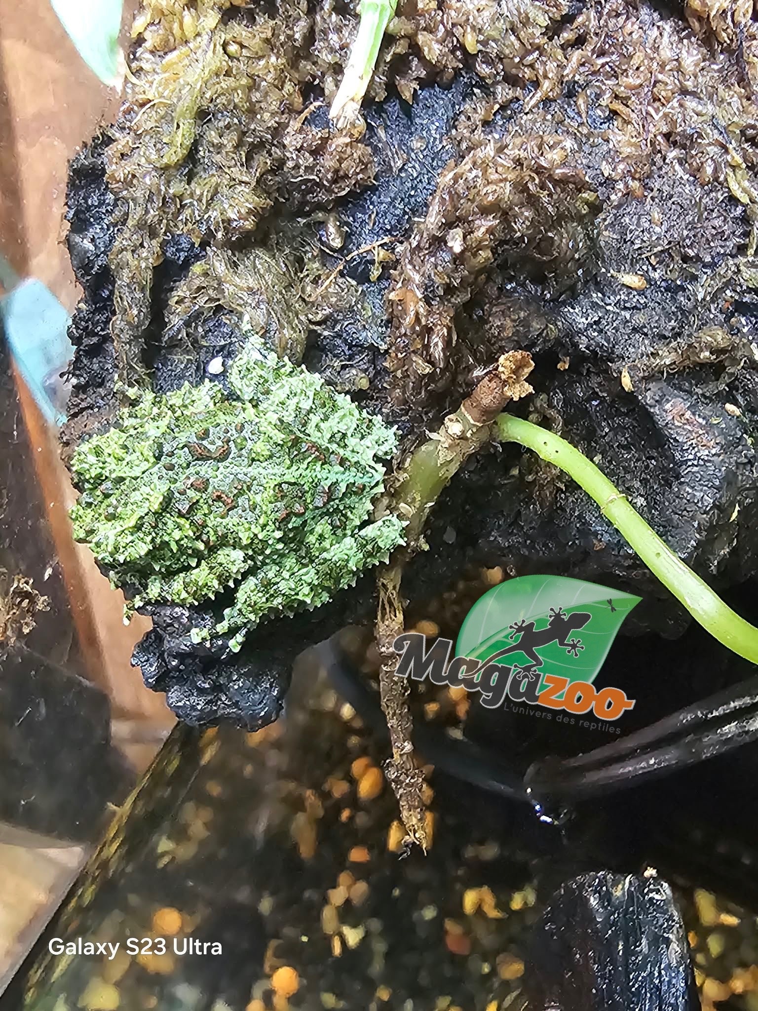 Magazoo Baby Mossy frog Captive Born