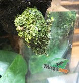 Magazoo Baby Mossy frog Captive Born