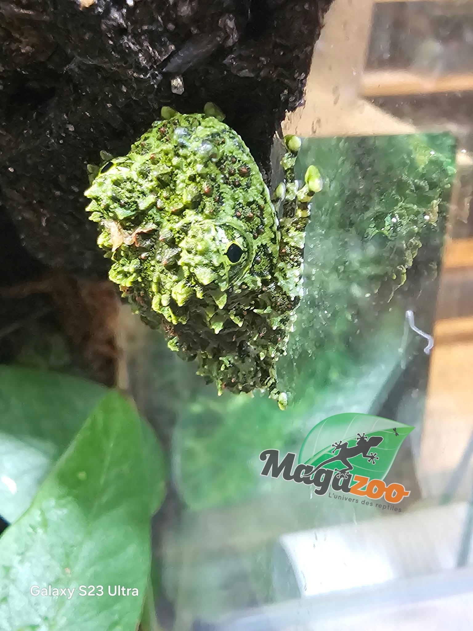 Magazoo Grenouille Mousse du Vietnam bébé né en captivité