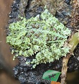 Magazoo Baby Mossy frog Captive Born