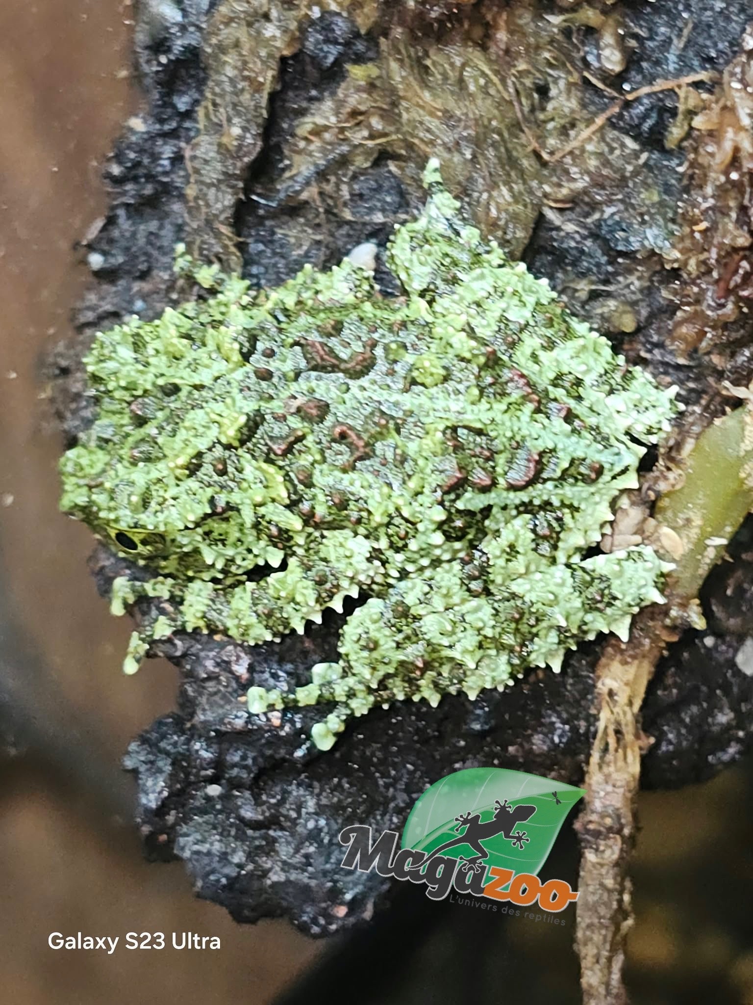 Magazoo Baby Mossy frog Captive Born