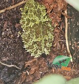 Magazoo Baby Mossy frog Captive Born