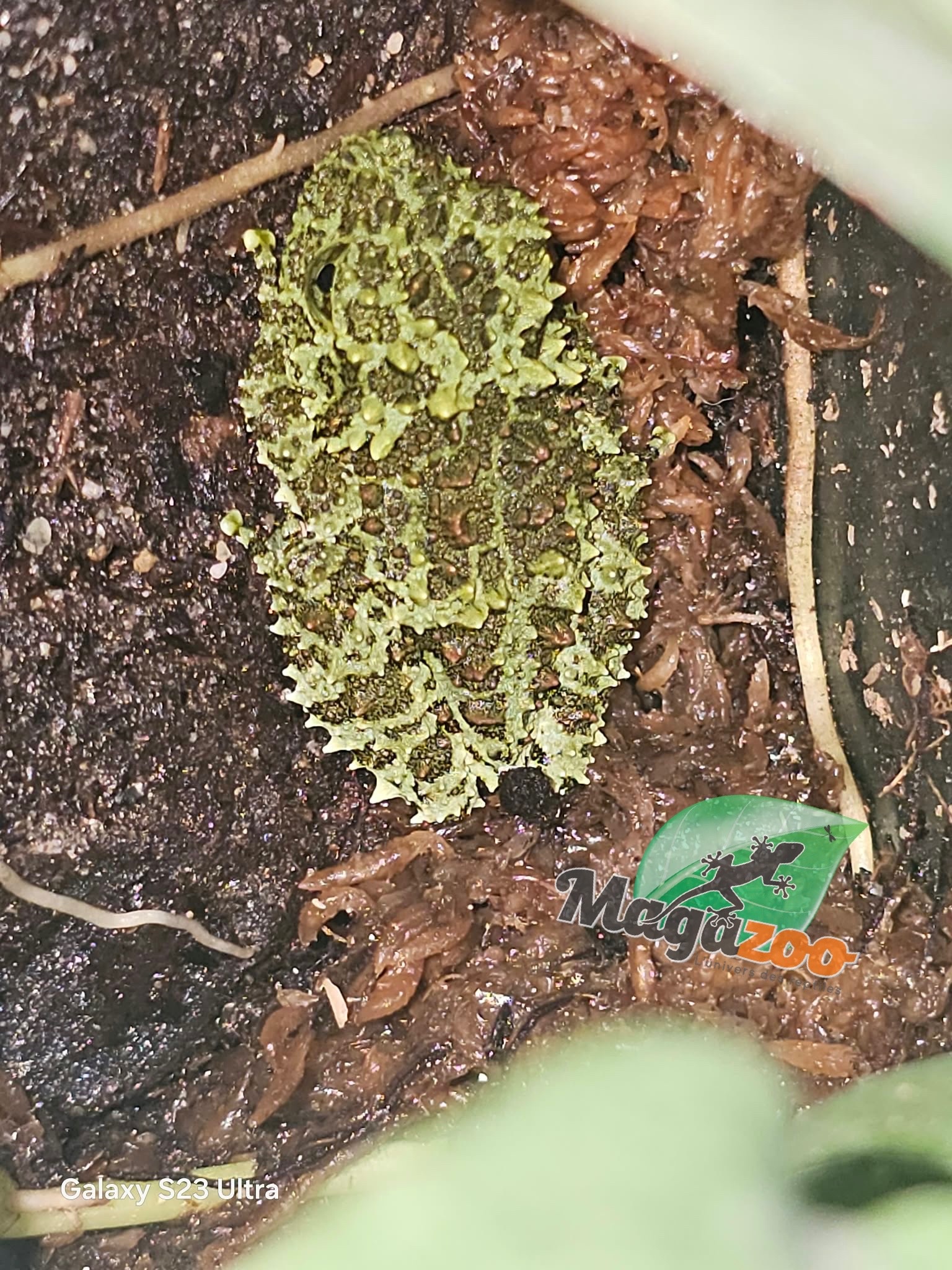 Magazoo Baby Mossy frog Captive Born