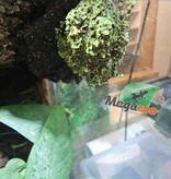 Magazoo Baby Mossy frog Captive Born