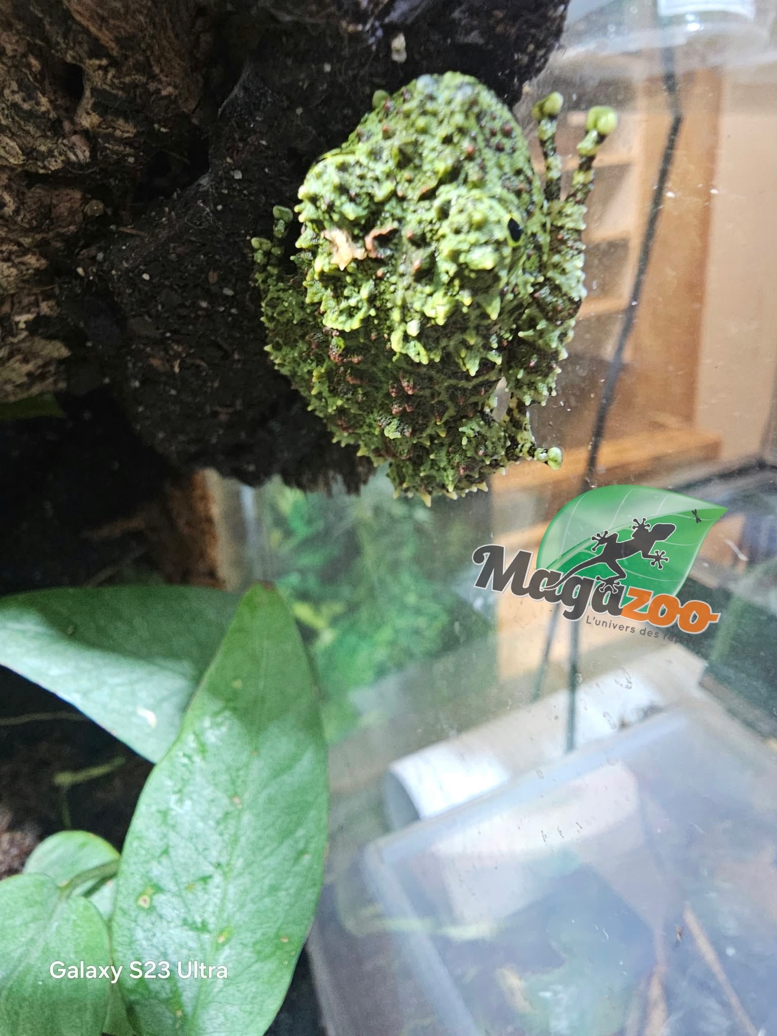 Magazoo Baby Mossy frog Captive Born