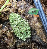 Magazoo Baby Mossy frog Captive Born
