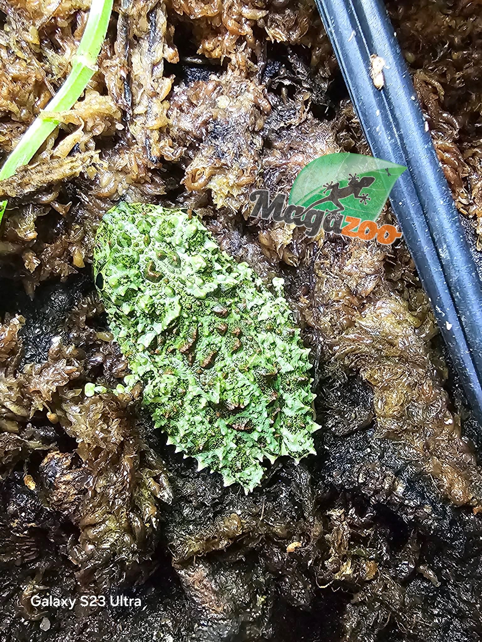 Magazoo Baby Mossy frog Captive Born