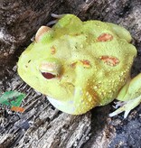 Magazoo Pikachu Horned frog (PacMan)