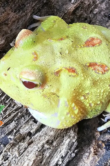 Magazoo Pikachu Horned frog (PacMan)