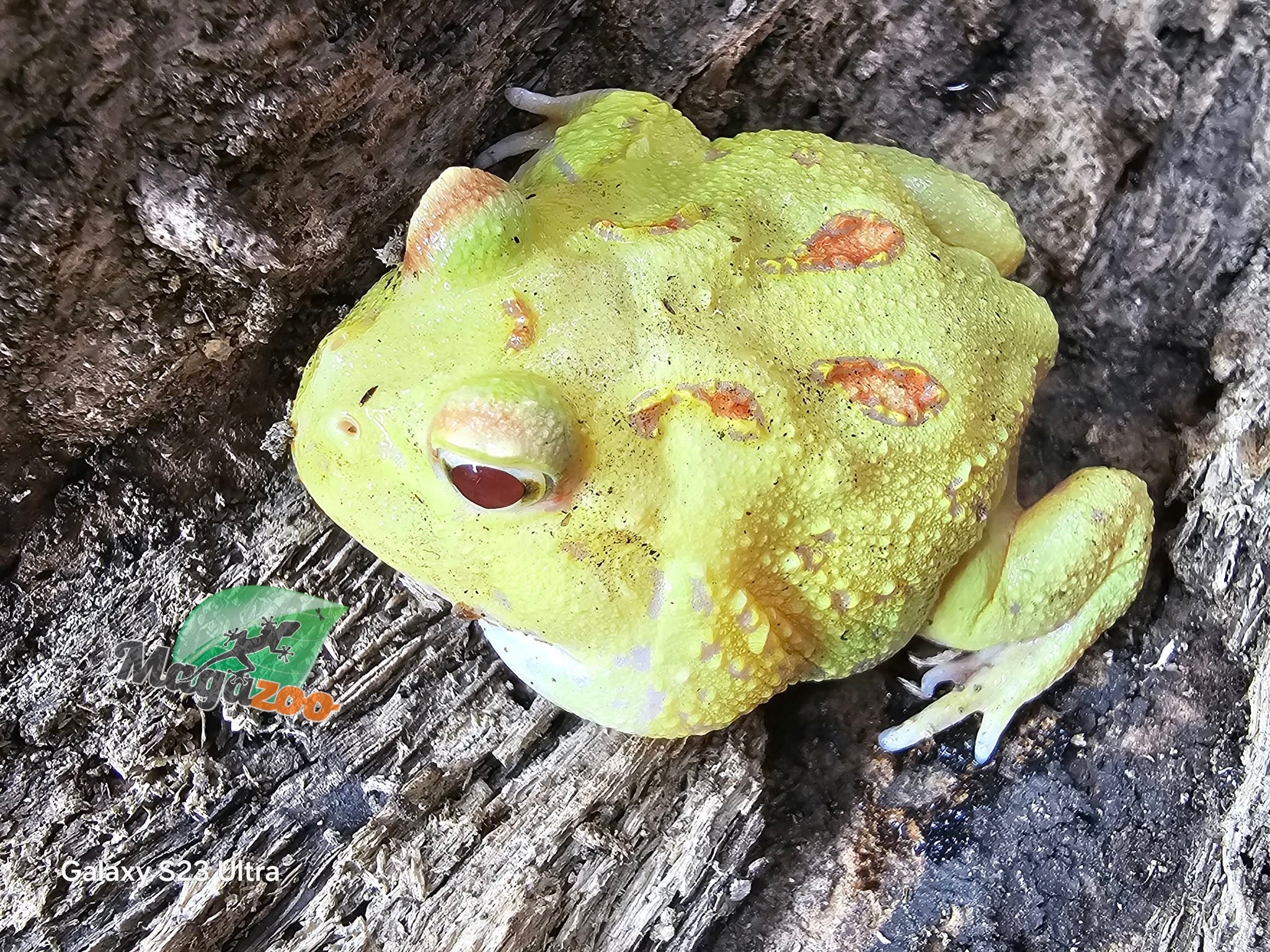 Magazoo Grenouille cornue d'Argentine Pikachu (Pac Man)