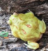 Magazoo Pikachu Horned frog (PacMan)
