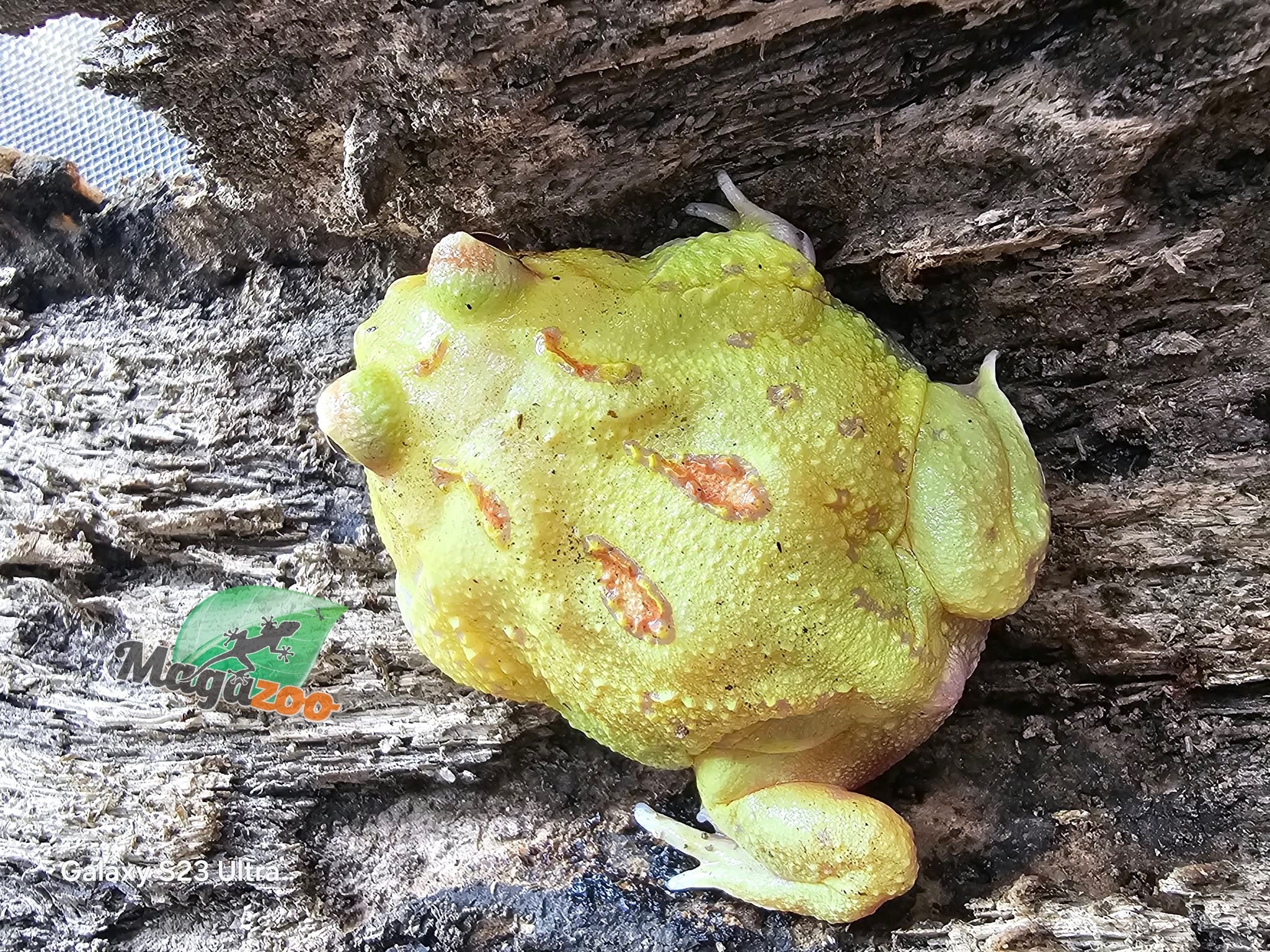 Magazoo Grenouille cornue d'Argentine Pikachu (Pac Man)
