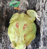 Magazoo Grenouille cornue d'Argentine Pikachu (Pac Man)
