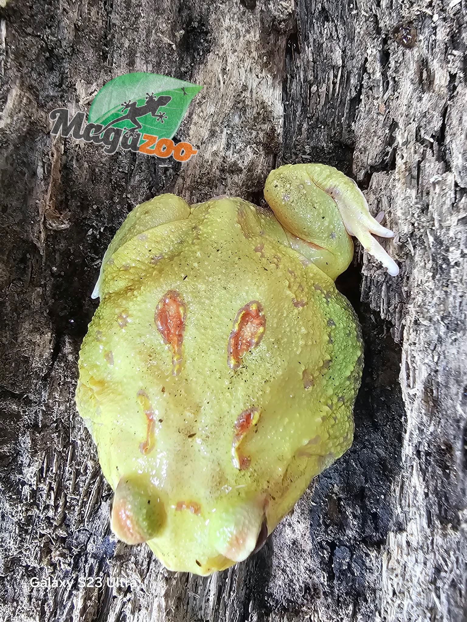 Magazoo Pikachu Horned frog (PacMan)