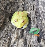 Magazoo Grenouille cornue d'Argentine Pikachu (Pac Man)