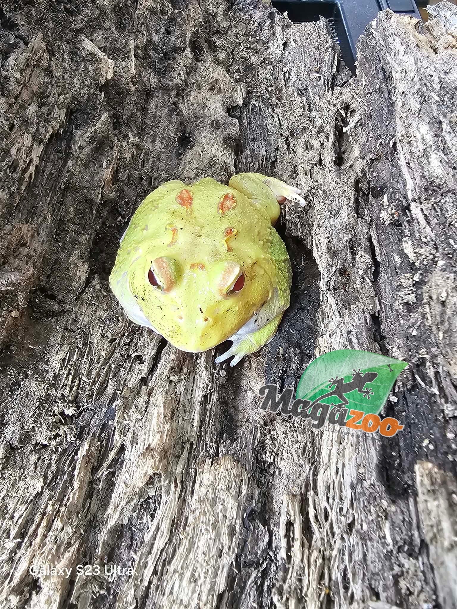Magazoo Pikachu Horned frog (PacMan)