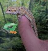 Magazoo Baby Male Leatherback Bearded Dragon #1