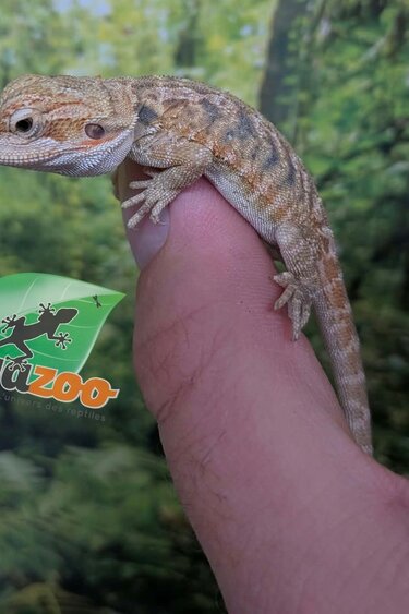 Magazoo Dragon barbu Leatherback Bébé Mâle #1