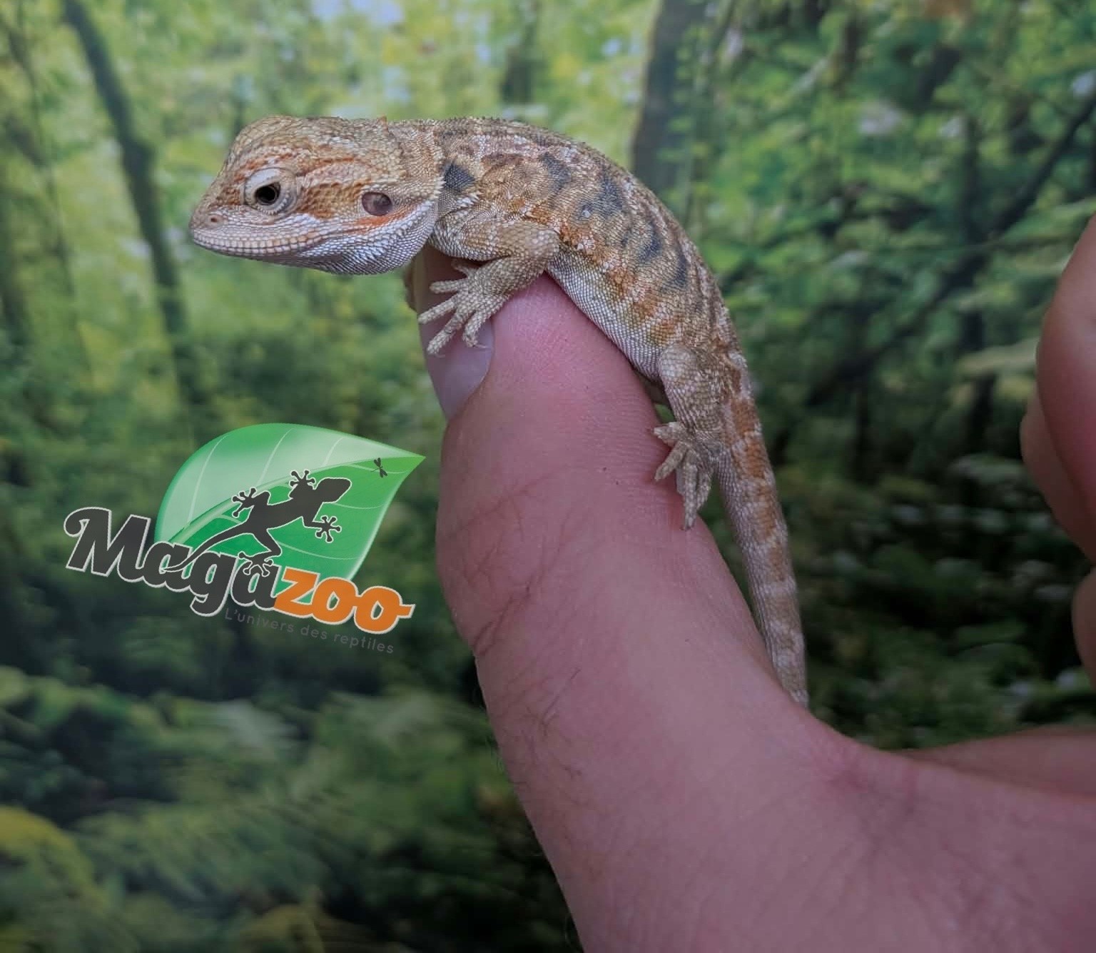 Magazoo Baby Male Leatherback Bearded Dragon #1