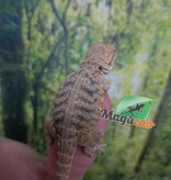 Magazoo Baby Male Leatherback Bearded Dragon #1