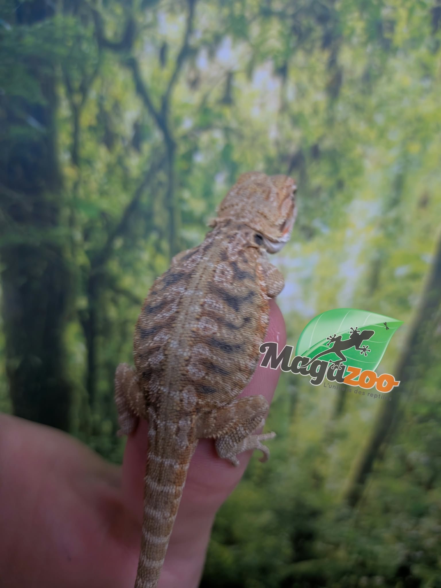 Magazoo Baby Male Leatherback Bearded Dragon #1