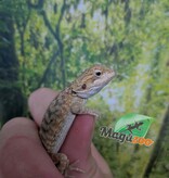 Magazoo Baby Male Leatherback Bearded Dragon #1