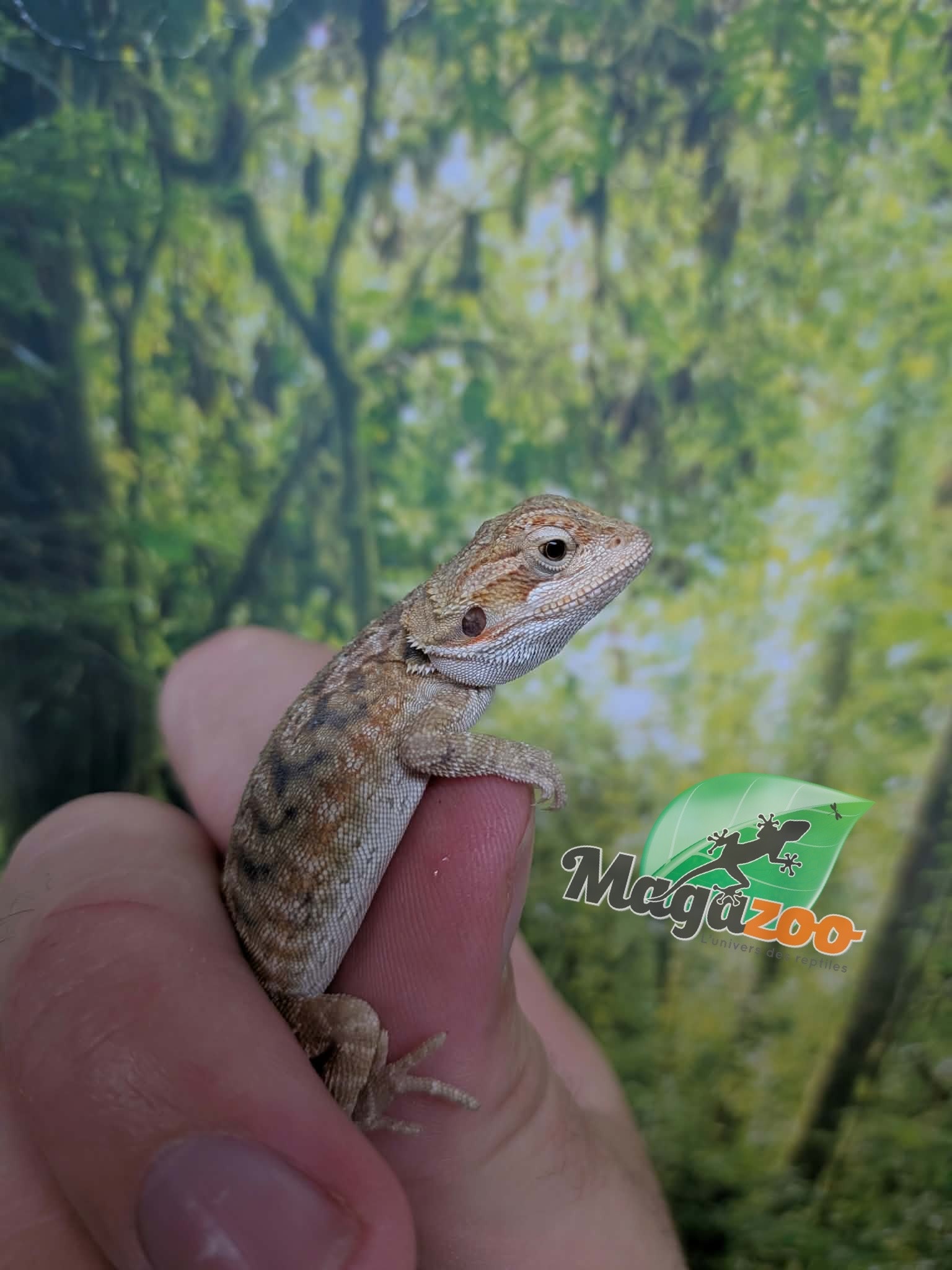 Magazoo Dragon barbu Leatherback Bébé Mâle #1