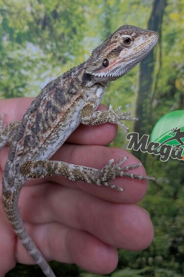 Magazoo Dragon barbu régulier Bébé Mâle #1