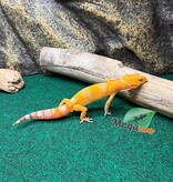 Magazoo Male Tremper Sunglow Leopard Gecko 05/29/26