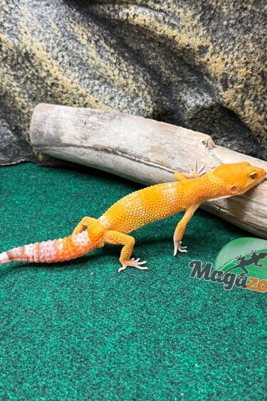Magazoo Male Tremper Sunglow Leopard Gecko 05/29/26