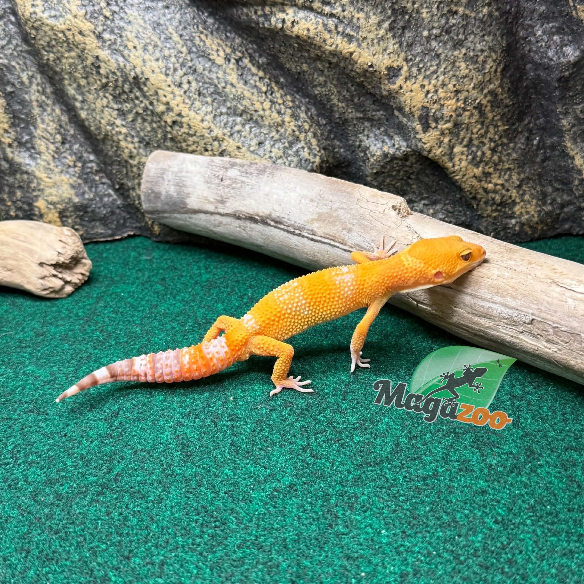Magazoo Gecko léopard Tremper Sunglow Mâle 29/05/26