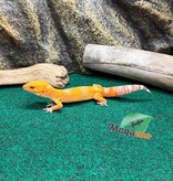 Magazoo Male Tremper Sunglow Leopard Gecko 05/29/26