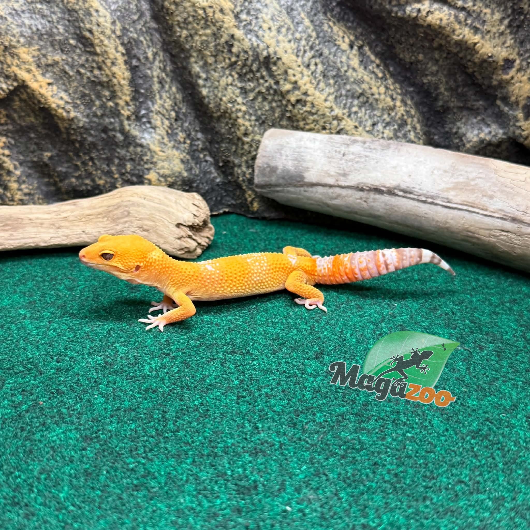 Magazoo Male Tremper Sunglow Leopard Gecko 05/29/26