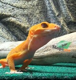 Magazoo Male Tremper Sunglow Leopard Gecko 05/29/26